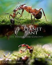 Planet Ant Life Inside the Colony (2016)